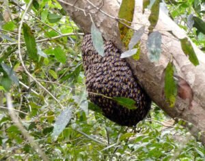 récupération essaim abeille récupération essaim abeille