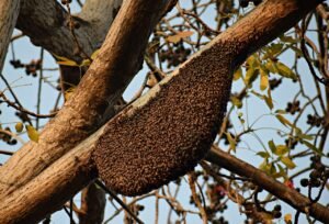 récupération essaim abeille récupération essaim abeille