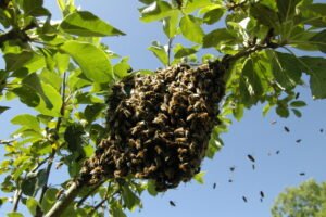 récupération essaim abeille récupération essaim abeille