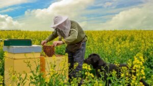 récupération essaim abeille récupération essaim abeille