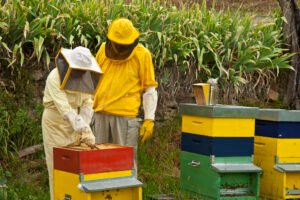 récupération essaim abeille récupération essaim abeille