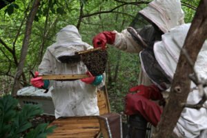 Récupération SOS Essaim Abeille : Sauvons les Abeilles, Préservons la Nature Récupération SOS Essaim Abeille : Sauvons les Abeilles, Préservons la Nature