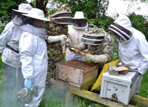 Récupération SOS Essaim Abeille : Sauvons les Abeilles, Préservons la Nature Récupération SOS Essaim Abeille : Sauvons les Abeilles, Préservons la Nature